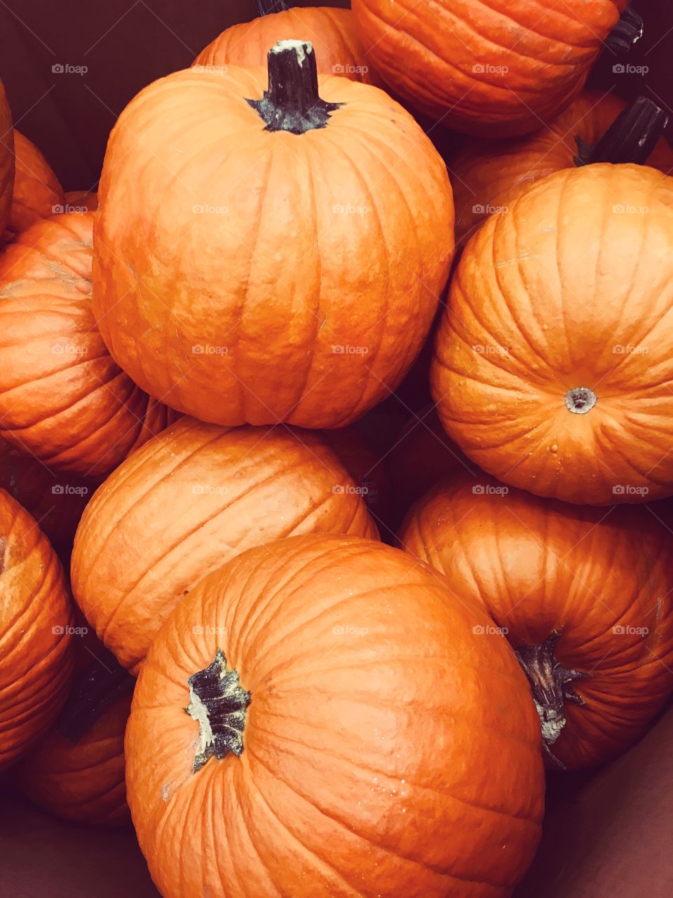 Beautiful bright bold display of large orange pumpkins in a box getting ready for the fall holiday season-Halloween, thanksgiving 