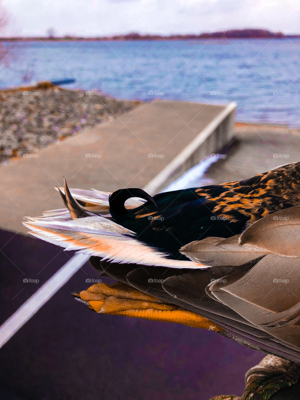 Single curl mallard drake