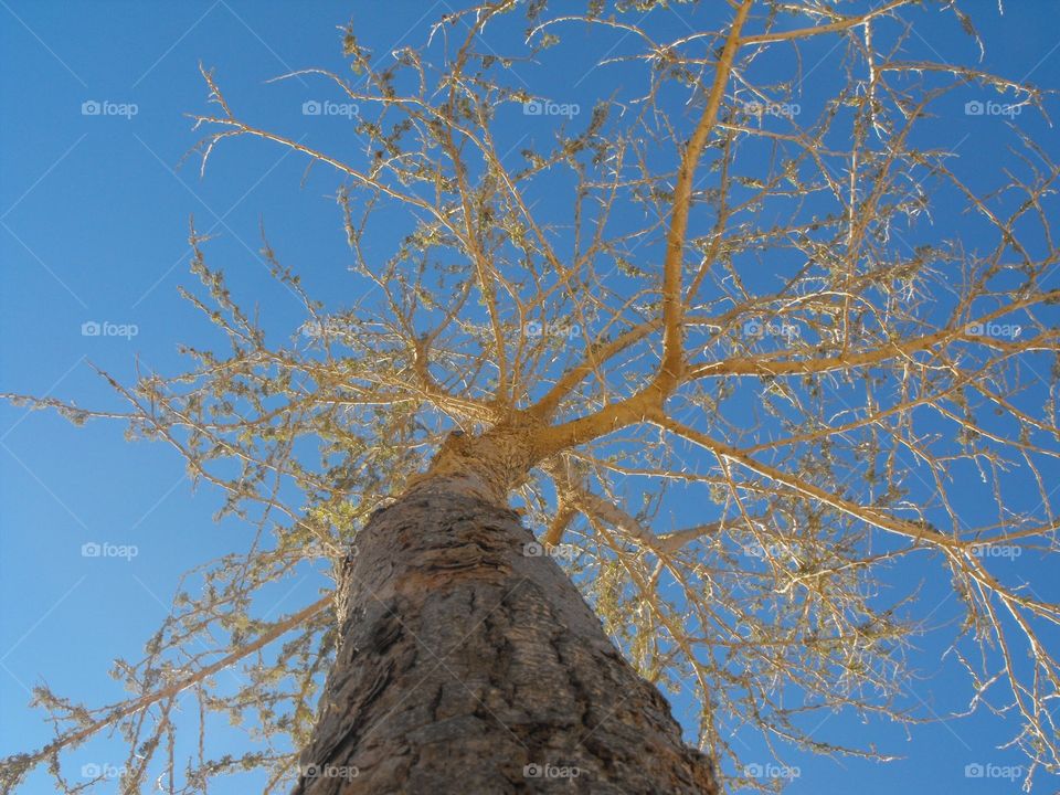 tree and sky