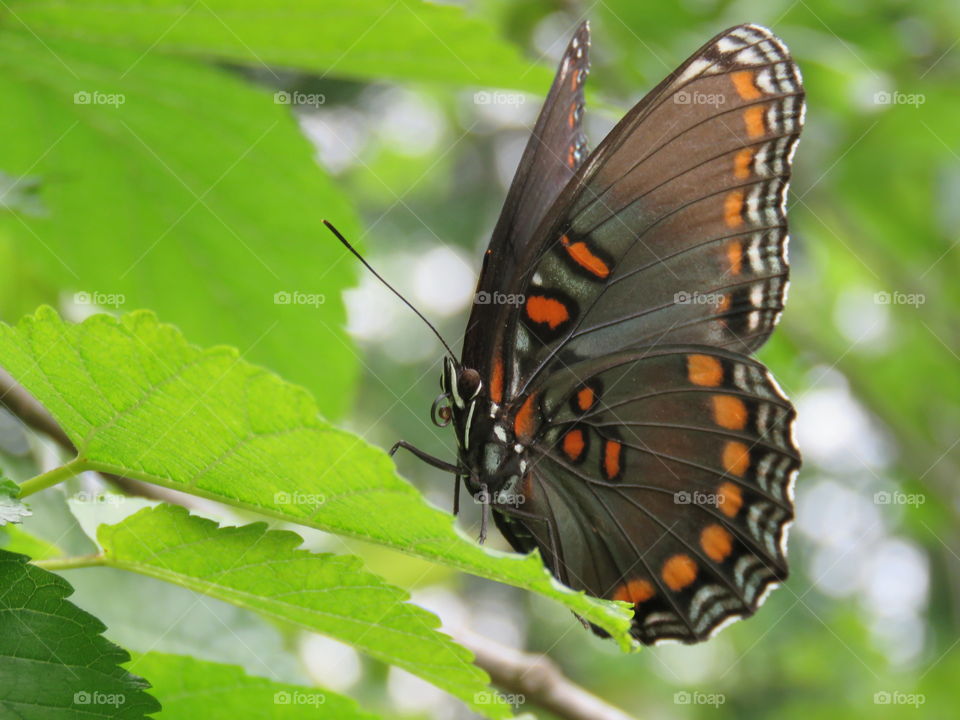 red spotted purple butterfly