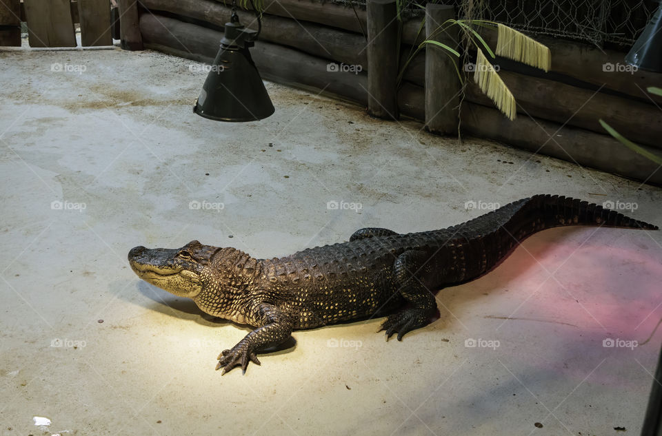 Full alligator under a lamp