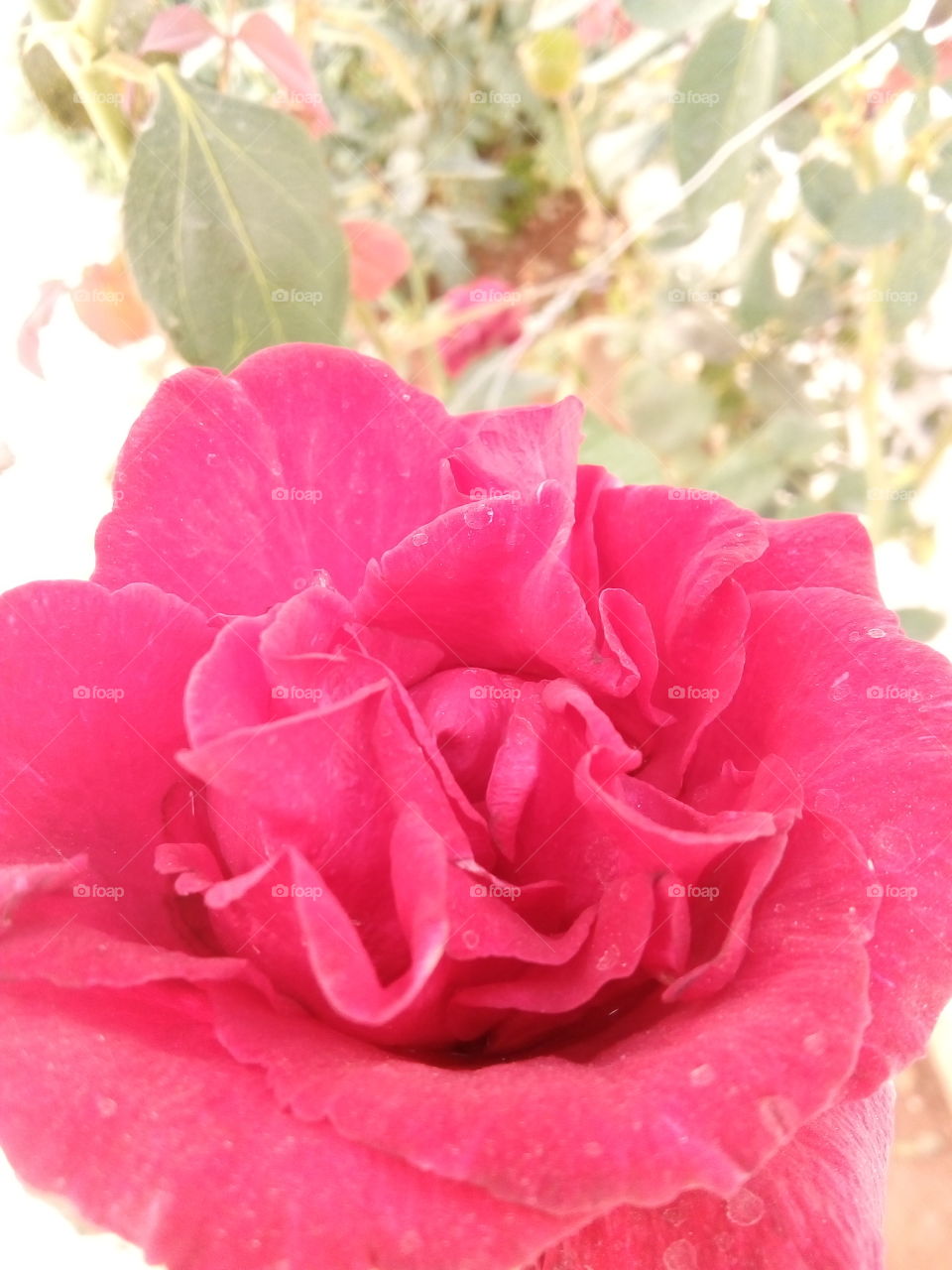 #rose #love #cute #USA #jordan #meqbel #bood #turkey #Tatlım
#nice #hope #20