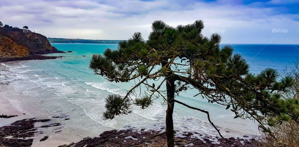 Seascapes Landscapes Fern Tree