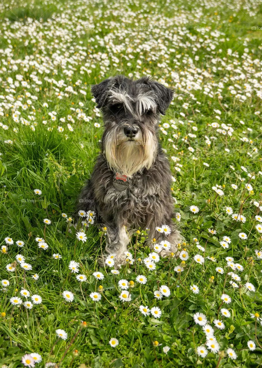 Dogs and flowers 