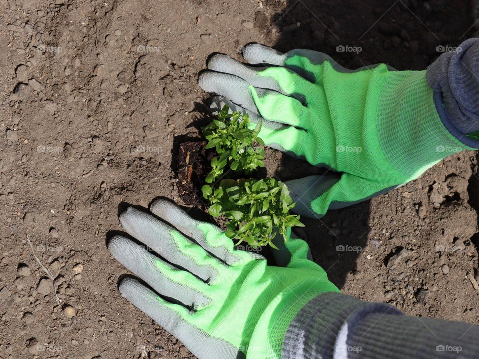 Hands of an unrecognizable girl in green gardening gloves planting seedlings in black soil pressing down with her fingers while sitting in the backyard of the house on a clear sunny spring day, top view close-up Concept of planting seedlings.