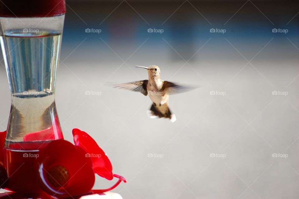 Suspended Hummingbird