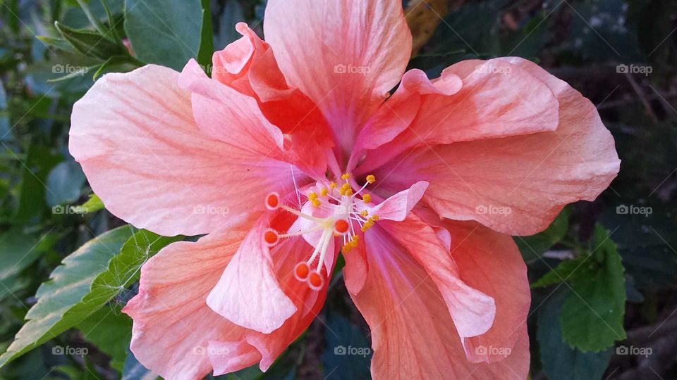 Macro Open Pink Hibiscus