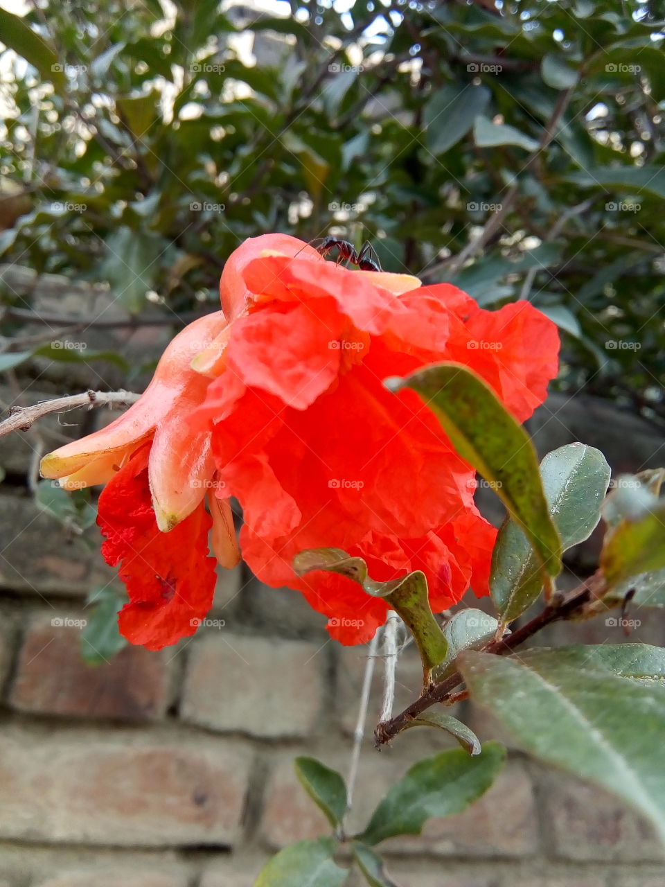 an ant on a beautiful flower.