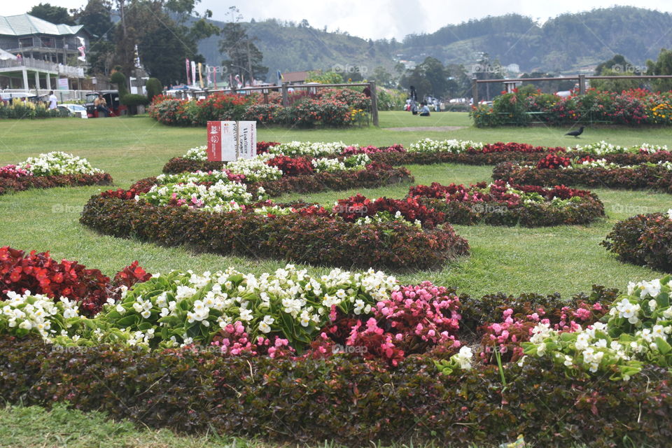 Prettyness all-over # havenly flowers