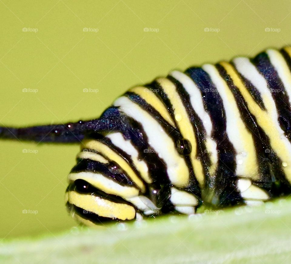 Monarch caterpillar up close and personal 