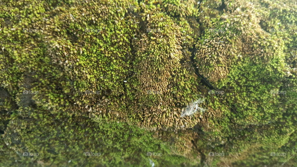 growing moss