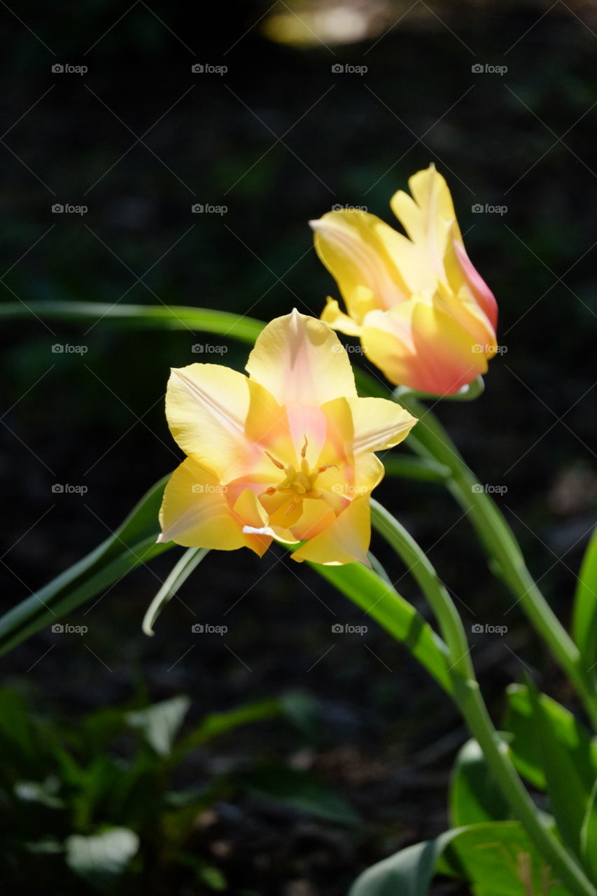 Yellow Tulips 