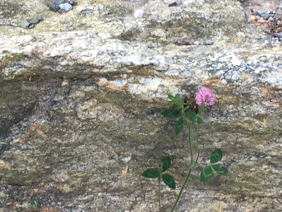 Lonley pink flower