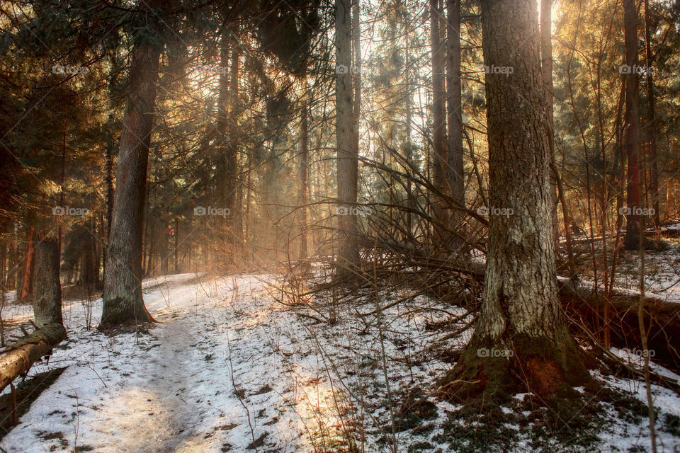 Forest landscape at spring 