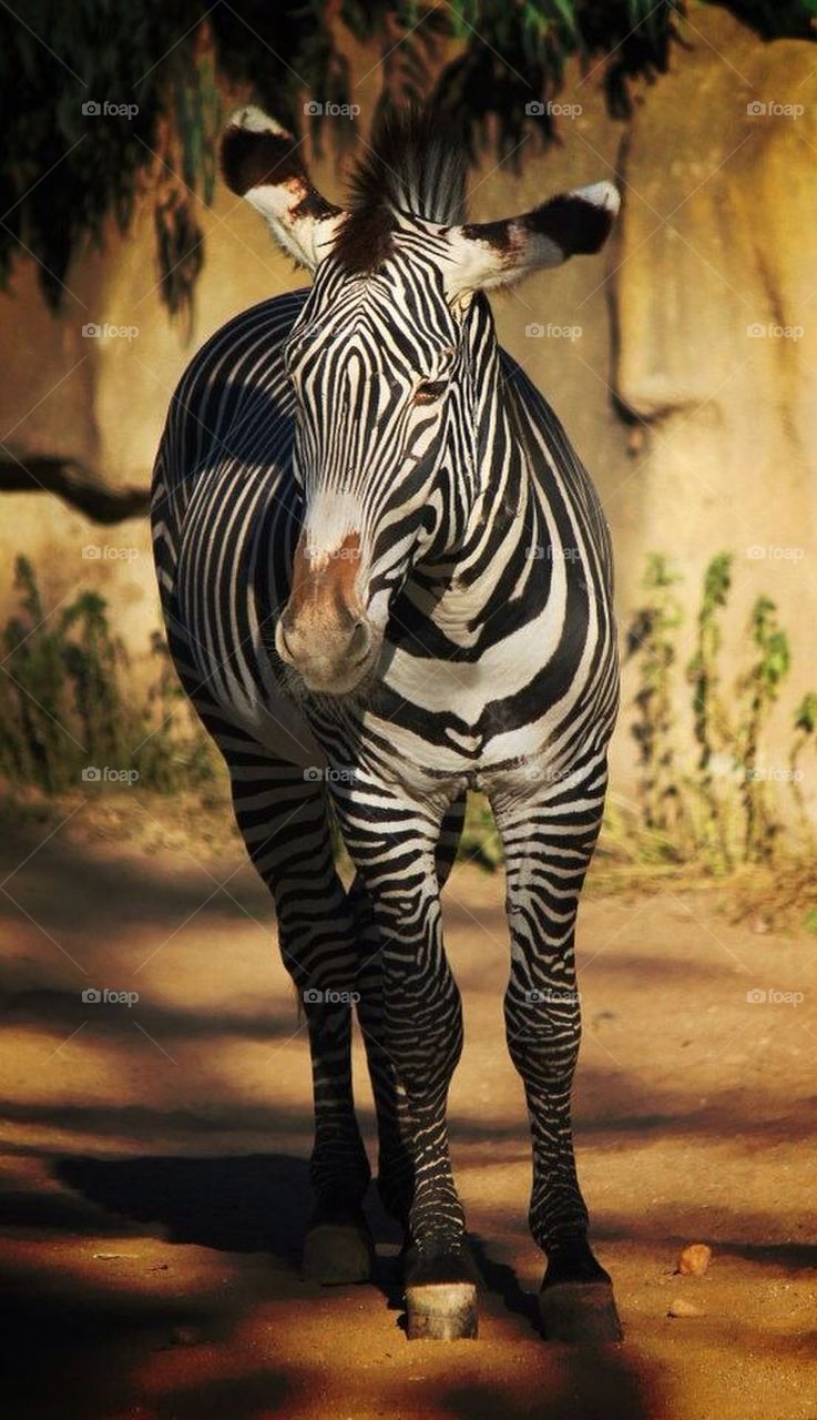 Zebra