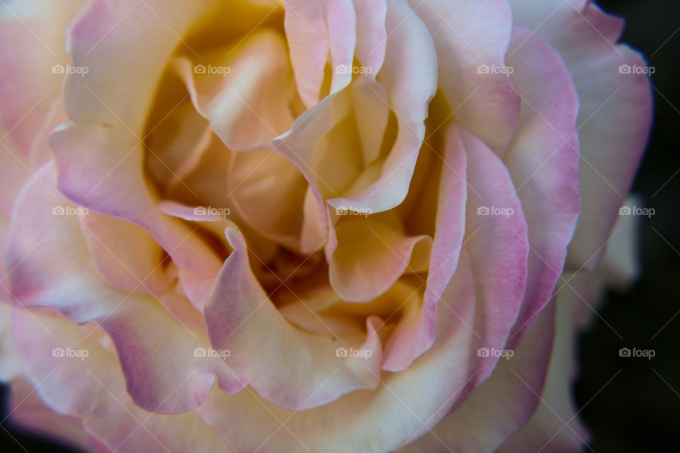 Multicolored rose closeup