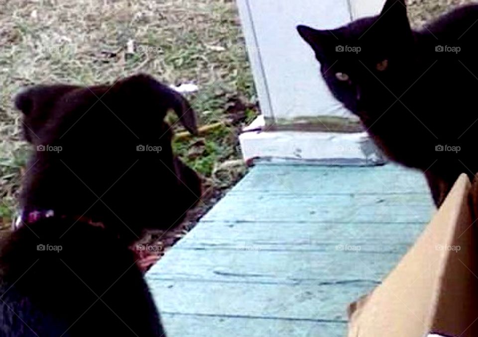 Pepper and Panther have a deep meaningful conversation on the porch.