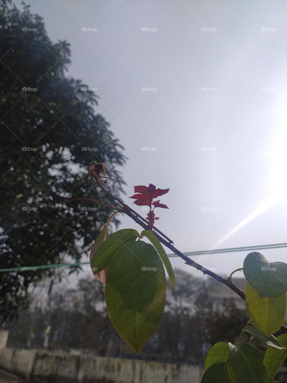 Colours of nature in winter