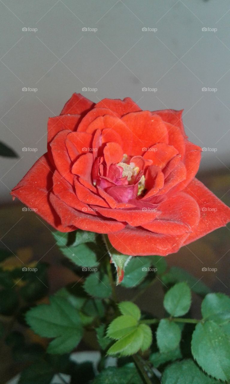 rose