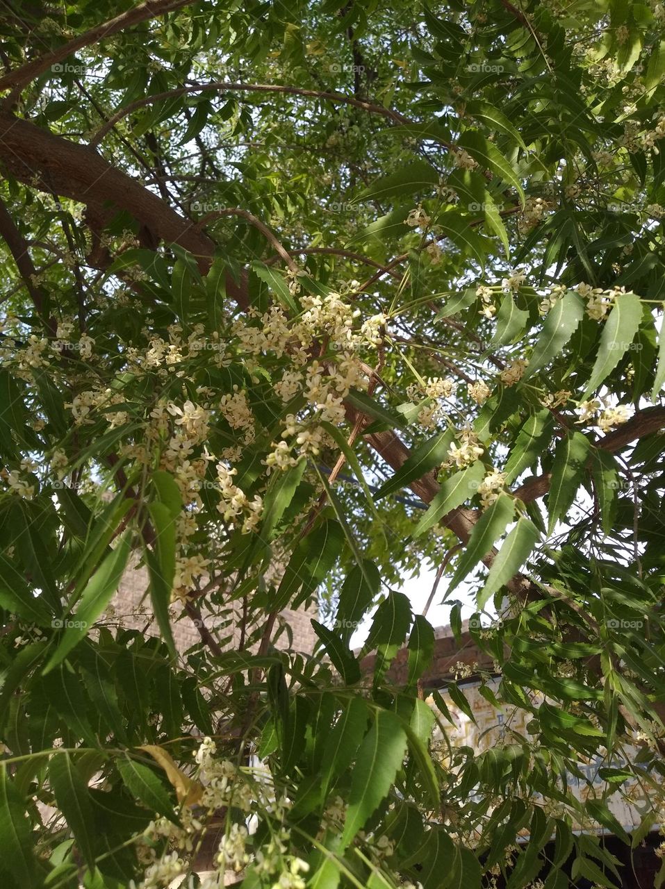 neem tree looks very beautiful, small flowers, after autumn leaves looking very beautiful generally found everywhere