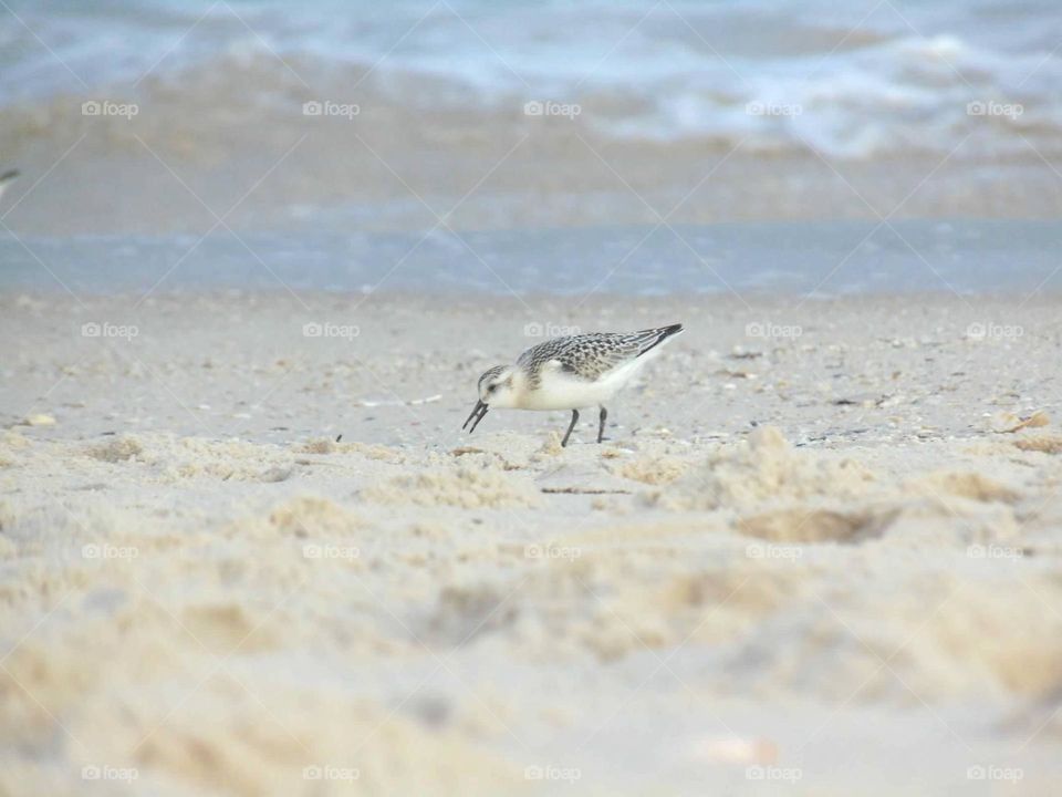 A single sandpiper searching for food on the shore. 