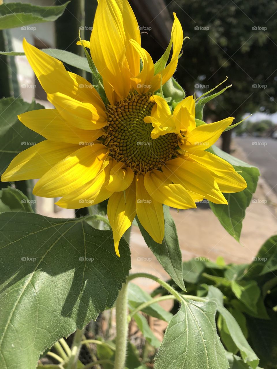 Flores de verão ❤️