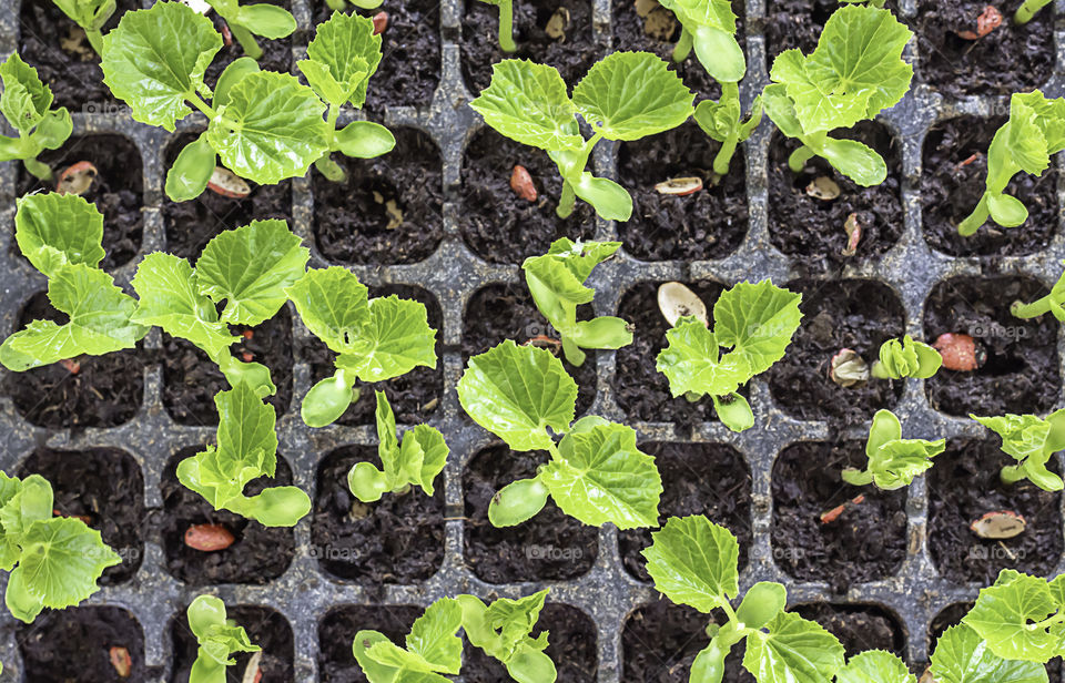 Seedlings of bitter gourd to grow from seed in the field plot.