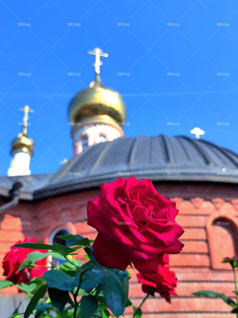 Summer.  Red roses against the background of the golden domes of the church and against the blue sky