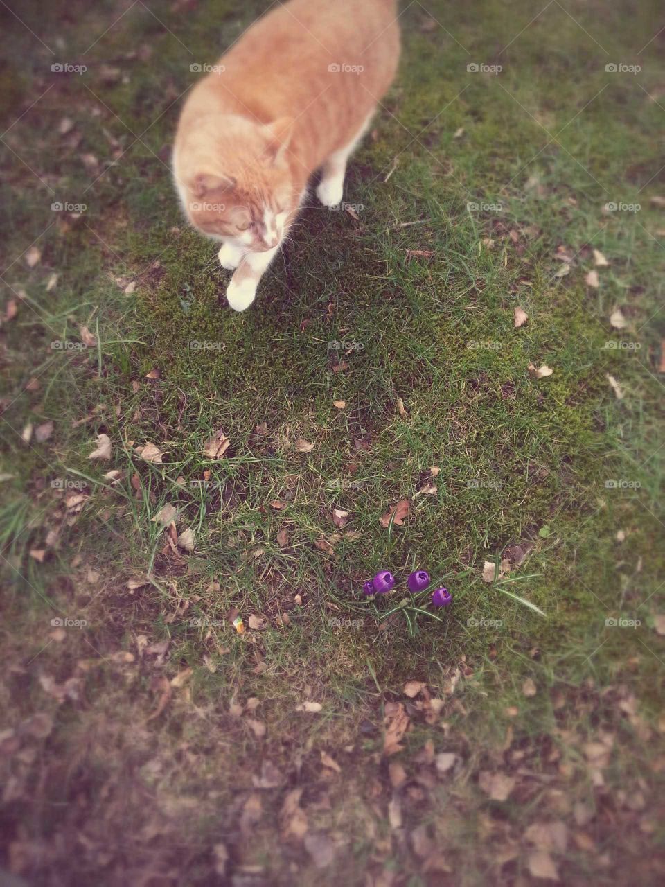 Cat see sign of spring