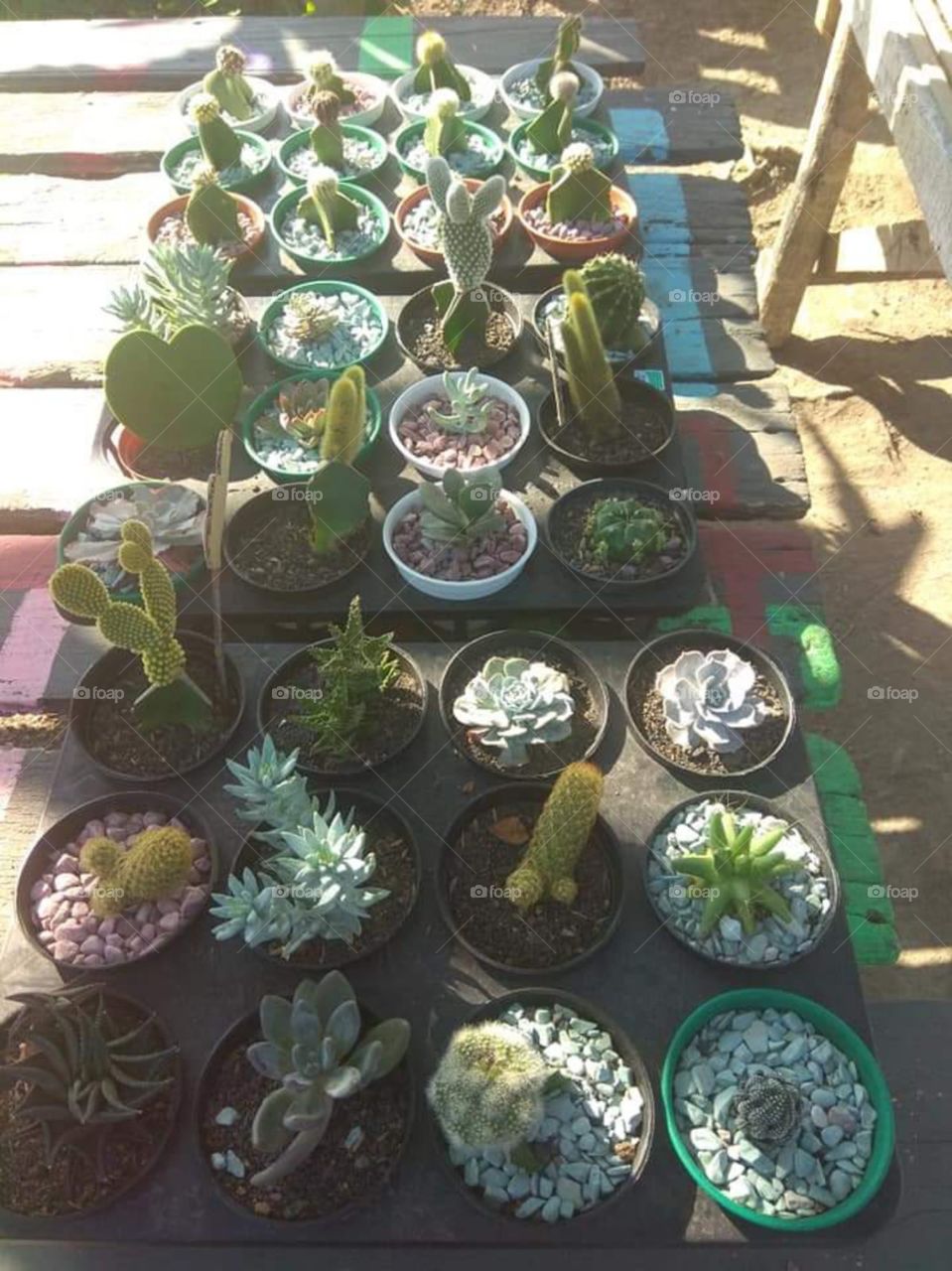 kaktus lombok