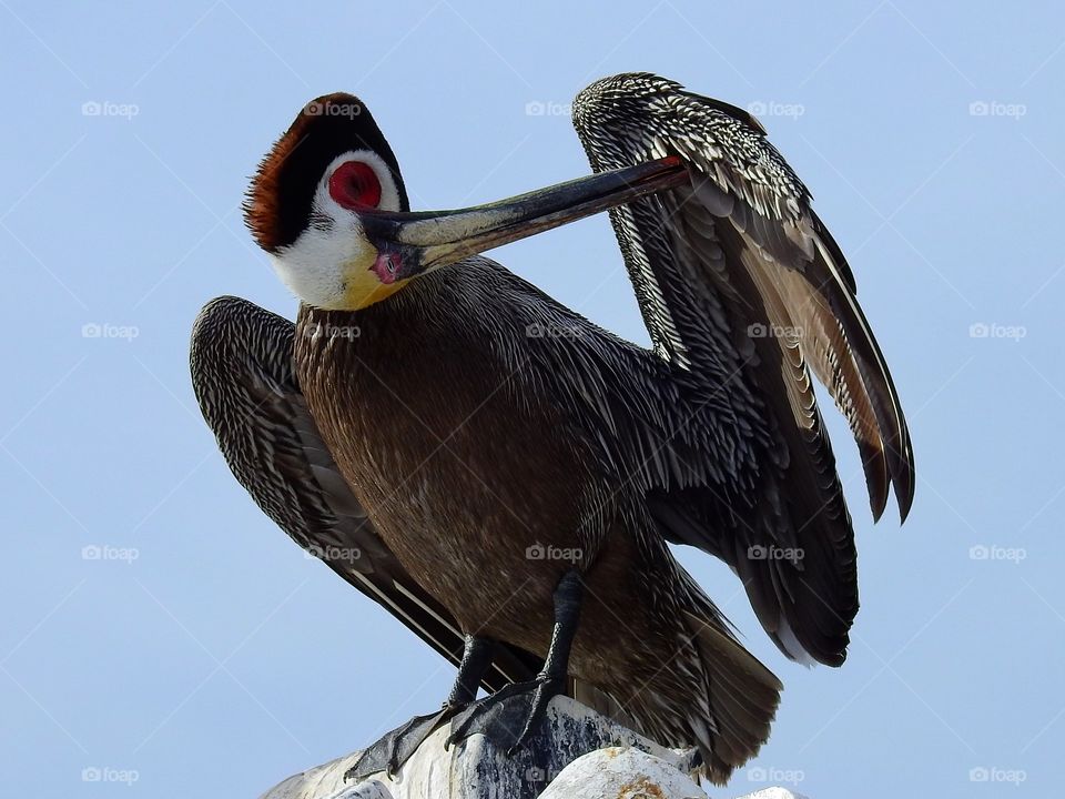 Close-up of a pelican