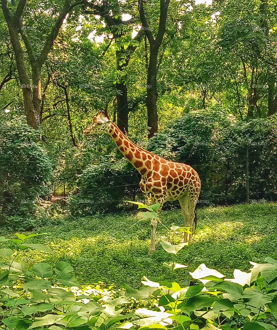 Giraffe have beautiful long legs and long necks. Surrounded by green healthy trees. Nature. 