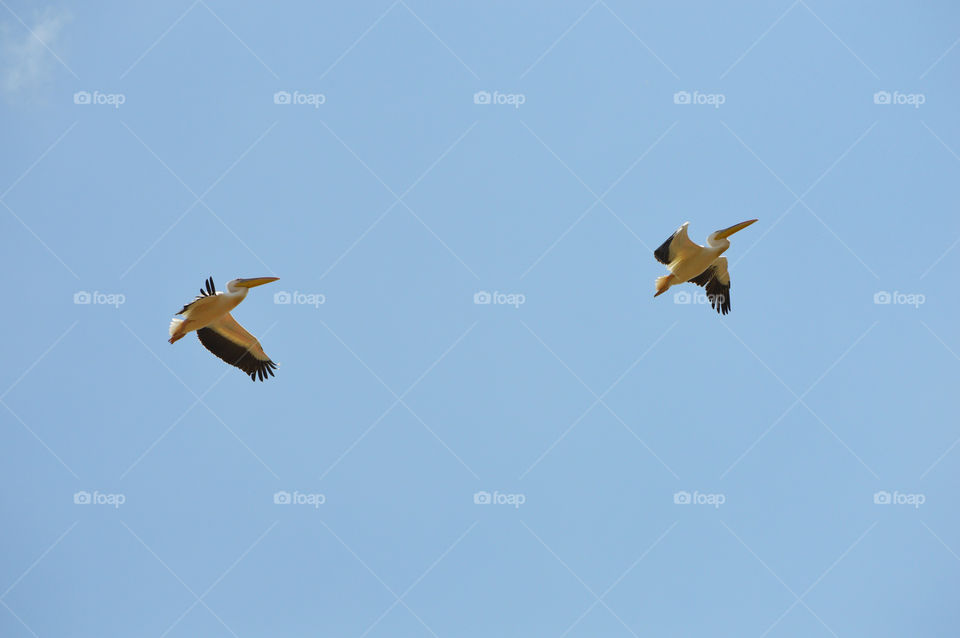 Pelicans fly in the sky above the Akkerman fortress in the city of Belgorod-Dniester, Ukraine