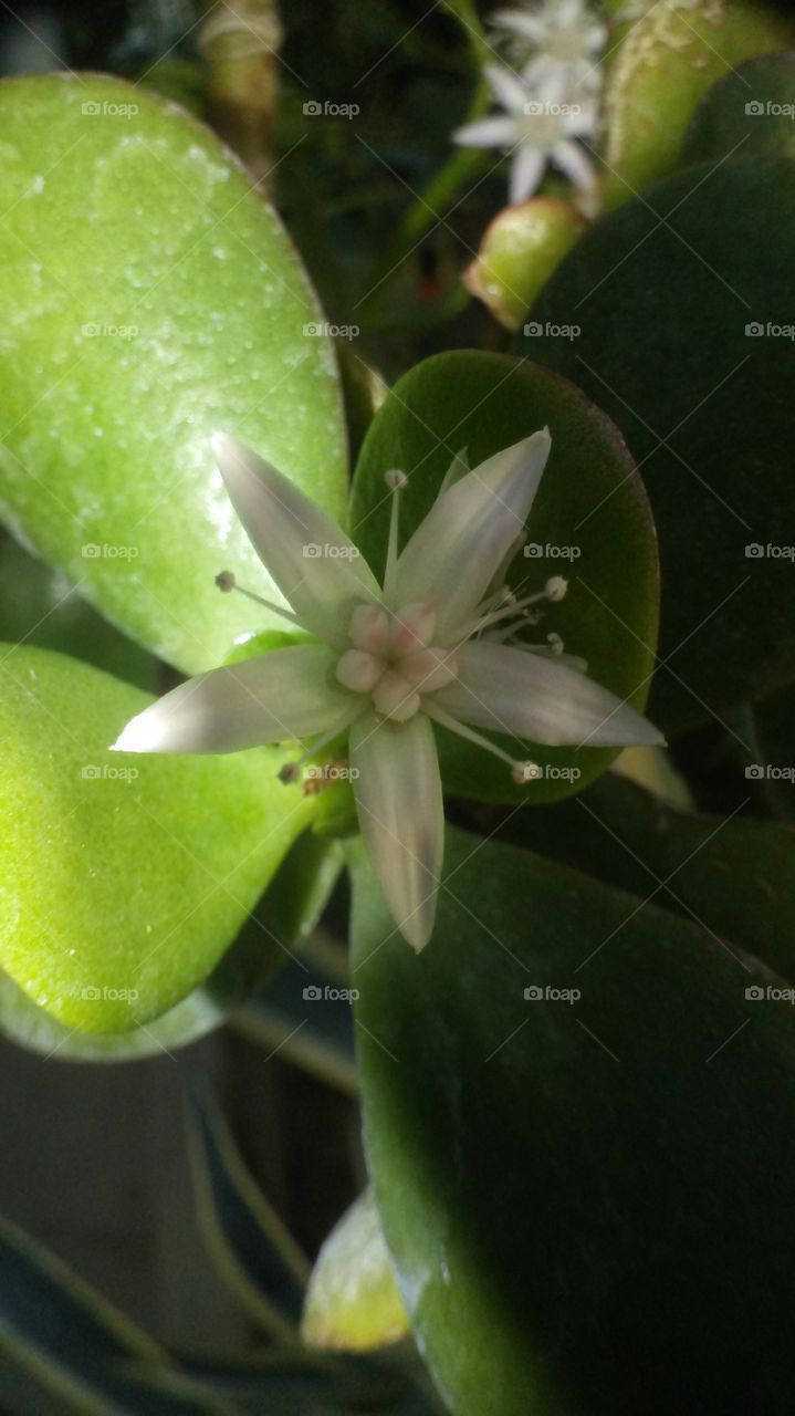 Jade tree flower