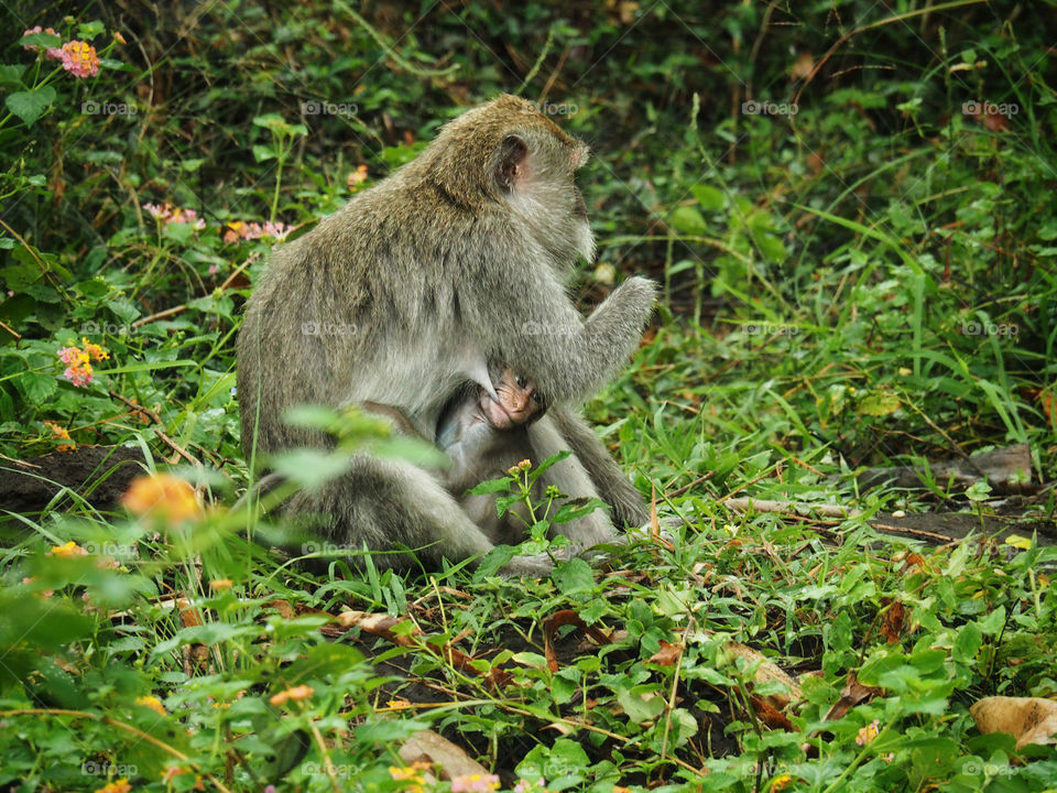macaque monkey and baby feeding in forest in Bali 