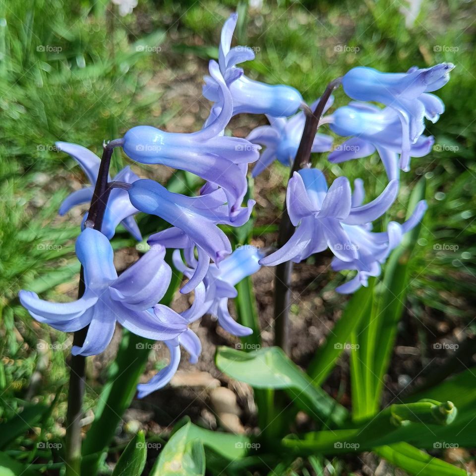 Spring flowers. Blue hyacinth.