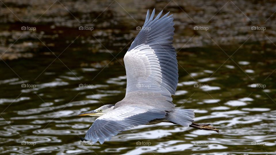 Gray heron in flight 