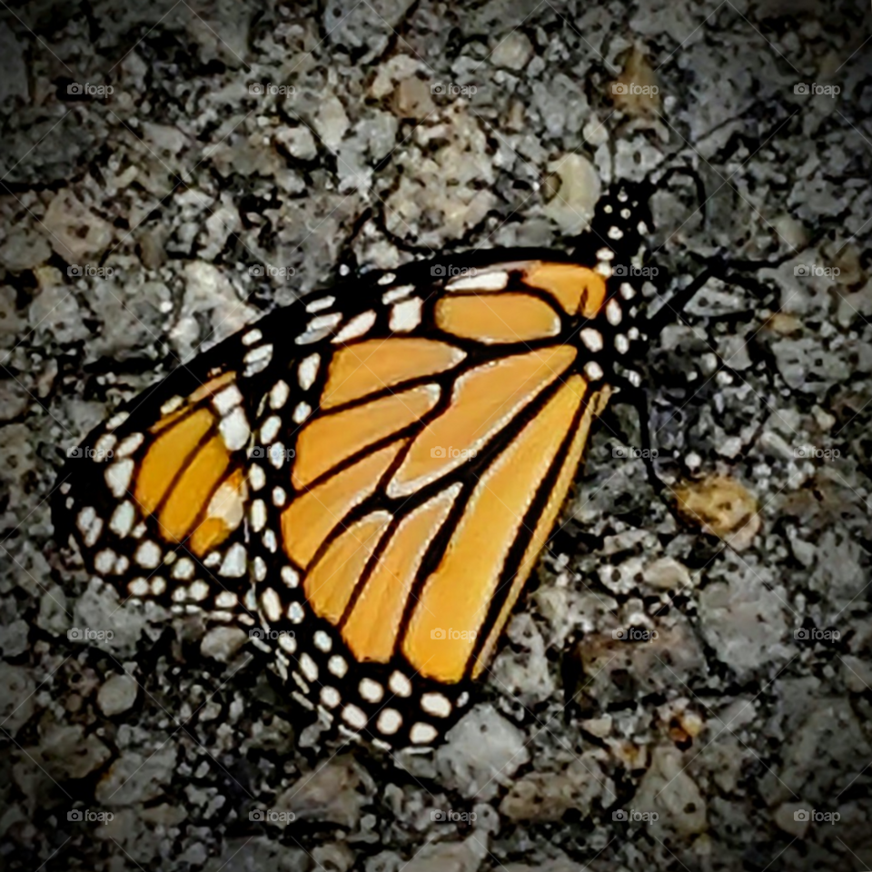 The Monarch butterfly is undoubtedly one of the most beautiful butterflies that exists with its bright orange wings dotted with white spots and black lines attached to its gorgeous black body speckled with white spots.