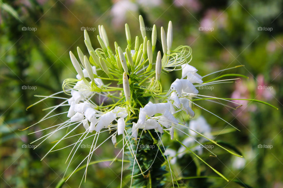 Spider plant