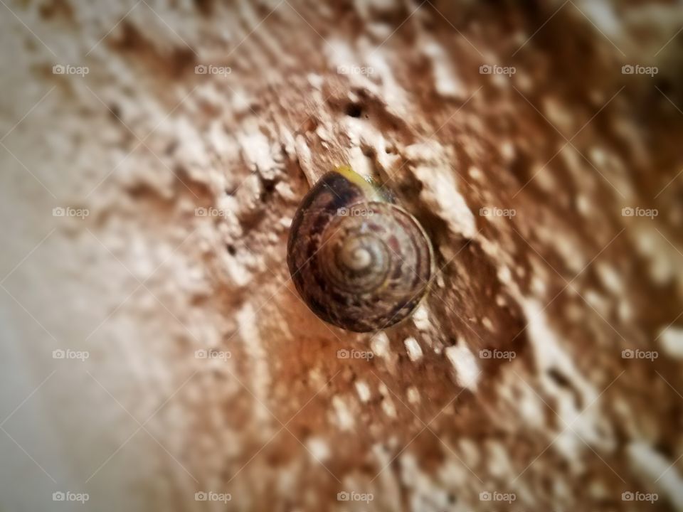 Snail on wall cool