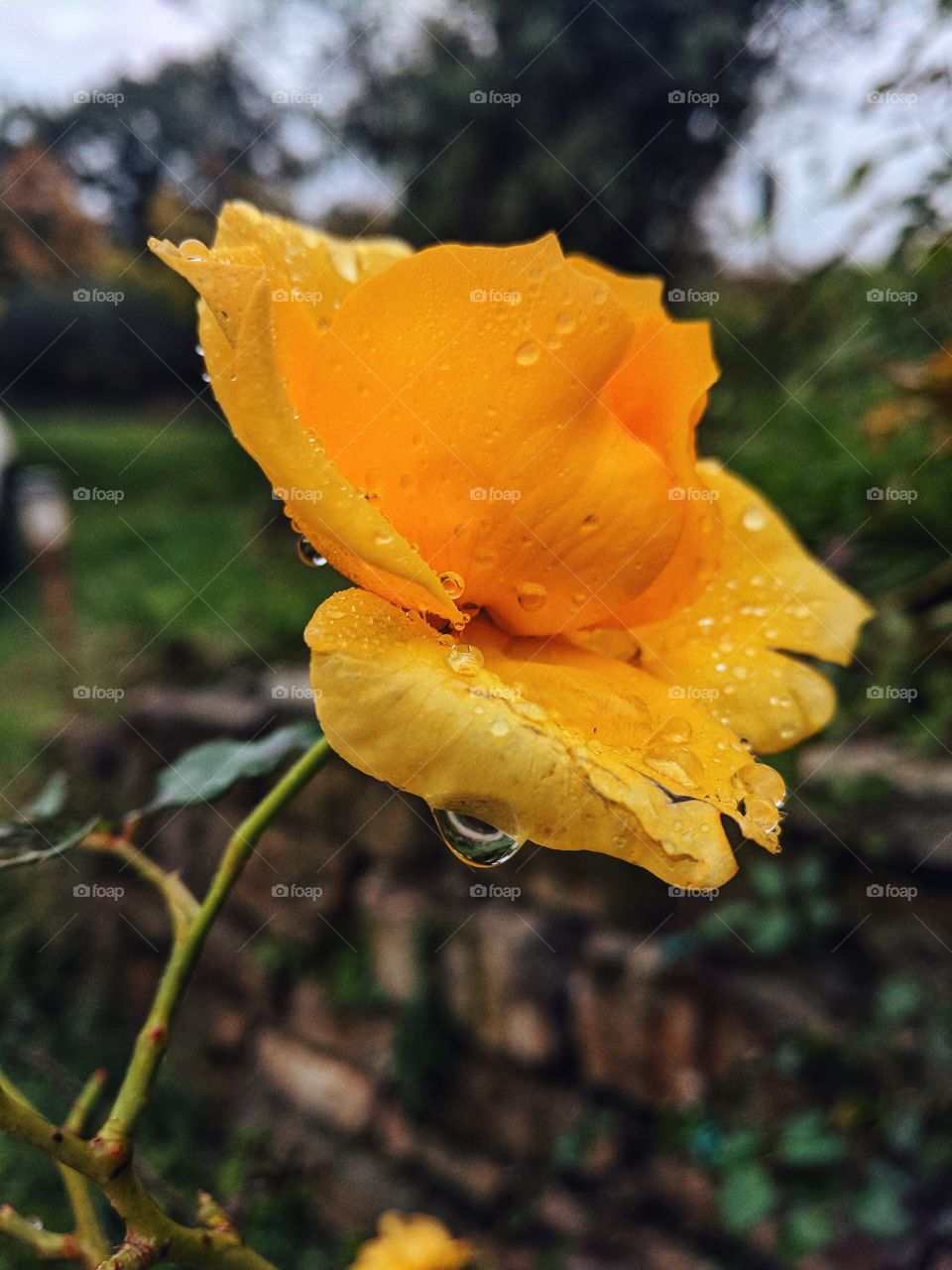 Yellow rose close up in raining autumn day.