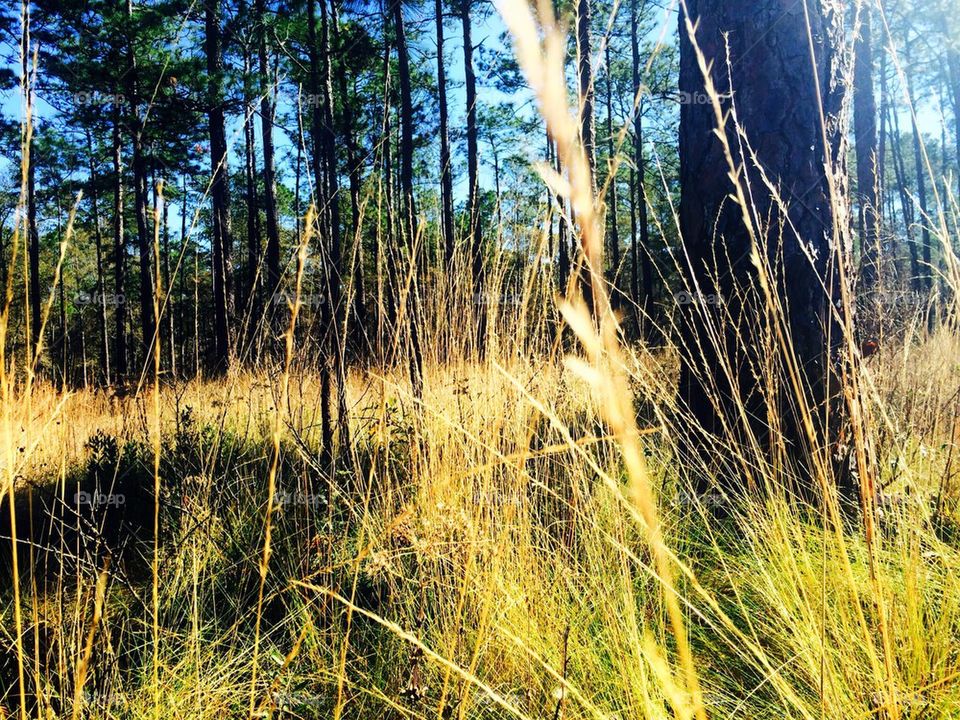 Forest fall foliage 