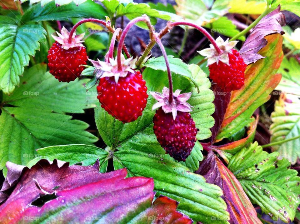Wild strawberries in garden in summer.