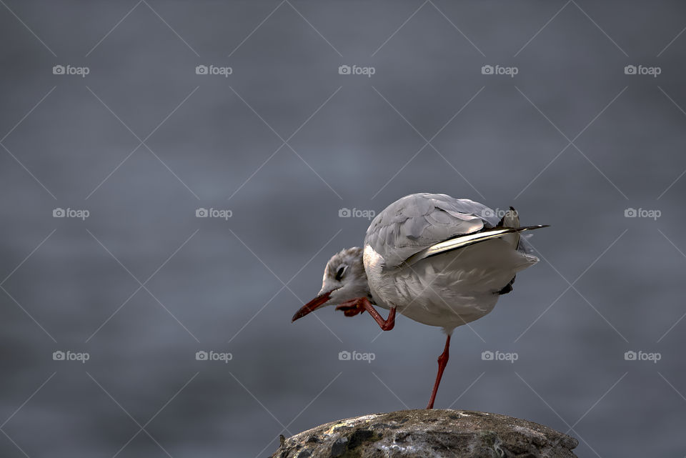 Funny Seagull