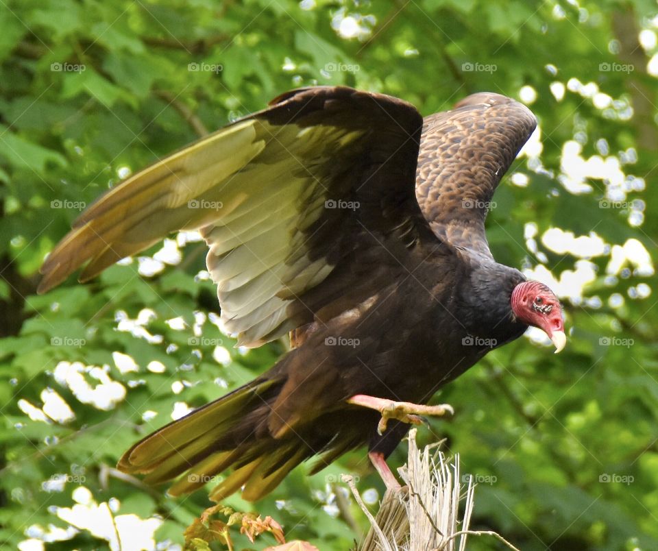 Turkey Vulture with its wings spread 