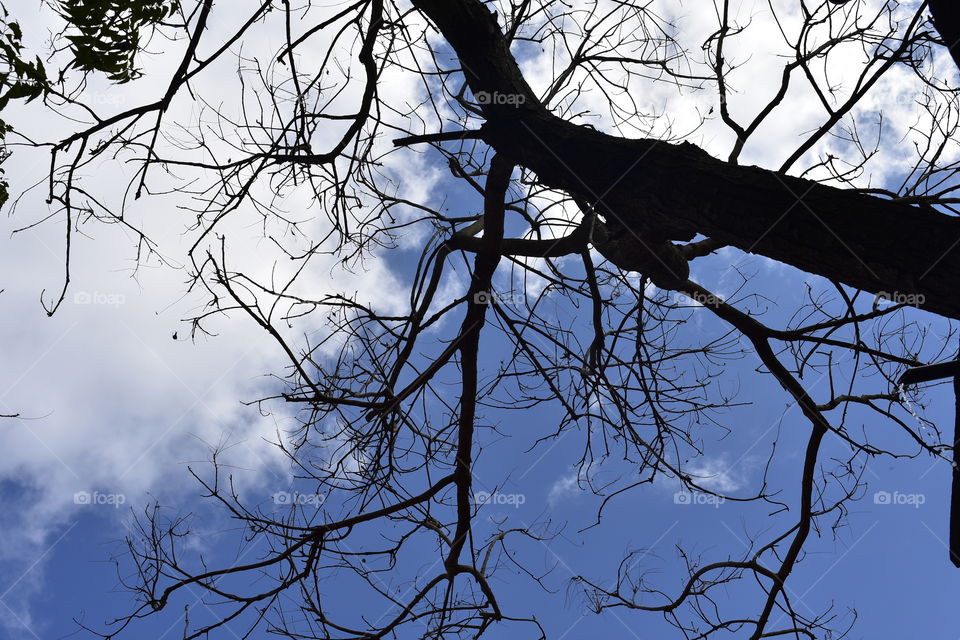 Dead tree and blue sky