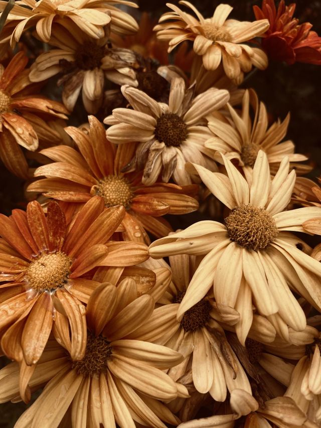 Rustic flowers