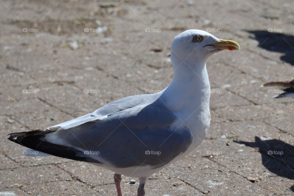 Seagull on pavement 