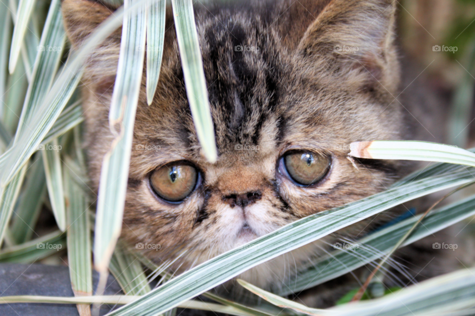 cat animal love eyes by javiercorrea15