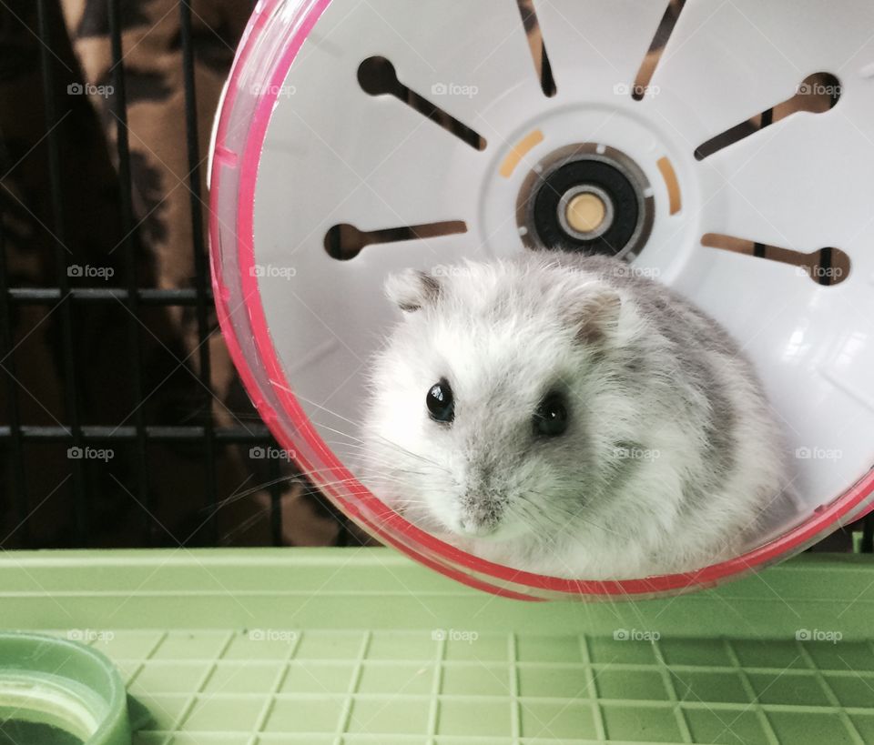 Hamster on a hamster wheel